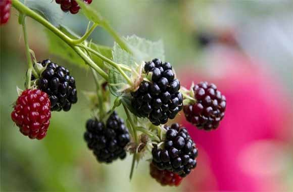 Blackberries cure diabetes