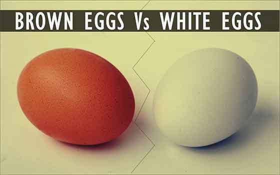 Difference b/w brown and white egg
