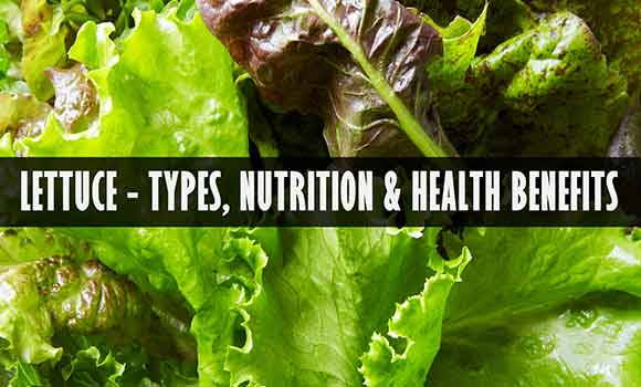 Lettuce Types Nutrition Benefits