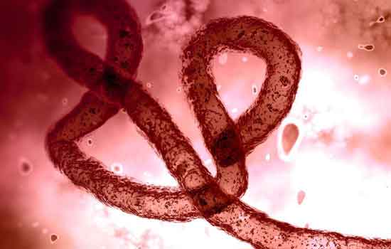 Ebola Virus Disease Transmission
