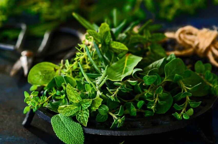  Medicinal uses and culinary practices of Natural herbs